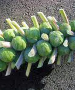 Brussel Sprouts Seed, Churchill, Heirloom, Non GMO, 25+ Seeds, Early Sprouting, COUNTRY CREEK ACRES 7 61wJTetkm2L
