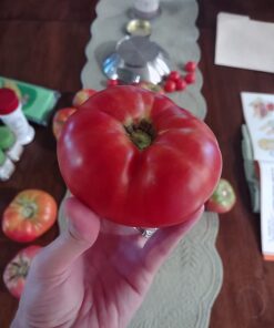 Burpee SteakHouse Hybrid Non-GMO Large Beefsteak Garden Produces Giant 3 LB Fresh Tomatoes | Vegetable Planting, 25 Seeds 48 61wQ6ioJnmL