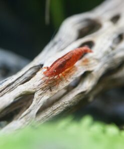 SunGrow Cholla Wood for Shrimps, Dried Husk of Cholla Cactus, Aquarium or Home Decor for Hermit Crabs, Pleco, 3 Pieces per Pack (3 Pieces, 6 inches) 39 61wQWsJ9DFL