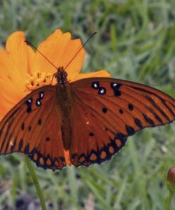 Eden Brothers Southeast Wildflower Mixed Seeds for Planting, 1 lb, 480,000+ Seeds with Cornflower, Blanket Flower | Attracts Pollinators, Plant in Spring or Fall, Zones 3, 4, 5, 6, 7, 8, 9, 10 1 Pound 58 61waDFKrhL