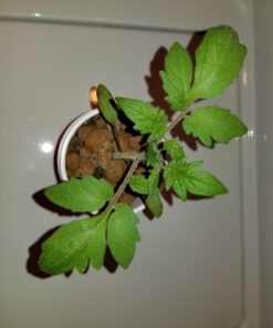 Burpee SteakHouse Hybrid Non-GMO Large Beefsteak Garden Produces Giant 3 LB Fresh Tomatoes | Vegetable Planting, 25 Seeds 51 61wcjbVJkYL