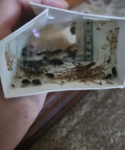 Pest Glue Trap by Catchmaster - 36 Boards Pre-Baited, Ready to Use Indoors. Rodent Mouse Rat Insect Sticky Adhesive Simple Easy Simple Non-Toxic - Made in the USA 36 Pack Scented 38 61wdsQ7iY7L