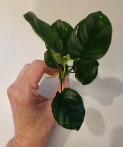 Anubias Barteri Coin Leaves Live Aquarium Plants Freshwater Rhizome 3 Days Live Guaranteed by Mainam 34 61wgn98PLML