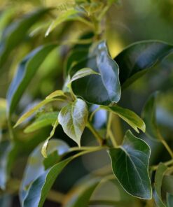 Nikon AF-S VR Micro-NIKKOR 105mm f/2.8G IF-ED Lens Lens Only 64 61wpM50zu3L