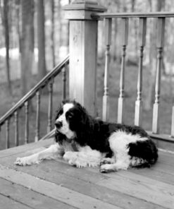 Kodak 857 2273 Professional 100 Tmax Black and White Negative Film 120 (ISO 100) 5 Roll Pack 1-Pack 16 61wpbAFXHiL