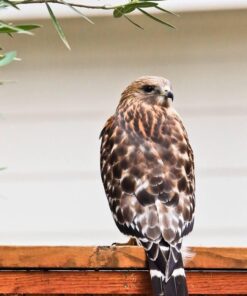 Sigma 150-600mm 5-6.3 Sports DG OS HSM Lens for Canon Canon SLR Mount US Version 96 61wsEGeMOML