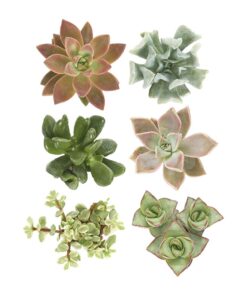Shop Succulents | Unique Collection of Live Succulent Plants, Hand Selected Variety Pack of Mini Succulents | Collection of 12 6-Pack 35 61wsaXR57pL