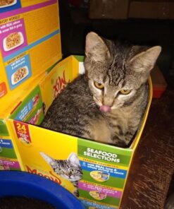 Meow Mix Tender Favorites Wet Cat Food, Poultry & Beef Variety Pack, 2.75 Ounce (Pack of 24) (Packaging May Vary) Variety Pack: Poultry & Beef 2.75 Ounce (Pack of 24) 46 61wv6pT250L