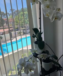 Miracle-Gro Ready-To-Use Orchid Plant Food Mist, 8 oz., Feeds Plants Instantly, 1 Pack 49 61x Pg05WXL