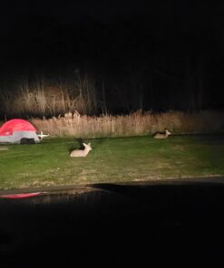 Conquest Scents EverCalm Deer Herd Scent Stick Basic pack 15 61x3BfpW5sL