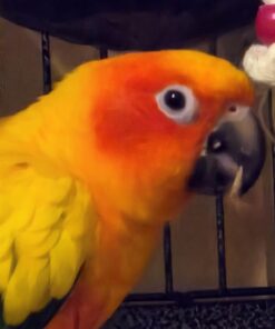 GERBS Jumbo Raw Whole Sunflower Seeds, 32 ounce Bag, Unsalted, Top 14 Food Allergen Free, Non GMO, Vegan, Keto, Paleo Friendly 2 Pound (Pack of 1) 22 61x42glQYjL