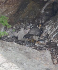 Sigma 150-600mm F5-6.3 DG OS HSM Zoom Lens Contemporary for Nikon DSLR Cameras (745-306) with Sigma USB Dock for Nikon Lens & Sandisk Extreme 32GB Professional SDHC Class 10 UHS-II Memory Card 10 61x4bZmMsiL