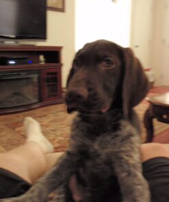 ProDen PlaqueOff Dental Bones Chicken & Pumpkin 17 Ounce 17 Ounce (Pack of 1) 13 61xFf9xHABL