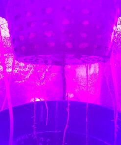 Quick Clone Gel - Most Advanced Cloning Gel for Faster, Healthier, Stronger Rooting Clones. (75mL) 16 61xG5FpJwtL