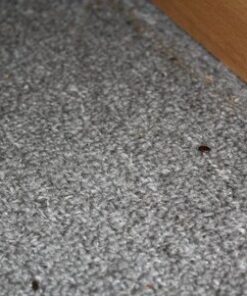 Bedlam Insecticide Spray - Kills Bed Bugs, Lice, and Dust Mites (17 oz) 11 61xKzyYwSzL