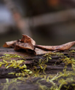 Canon EF-S 55-250mm f/4.0-5.6 is II Telephoto Zoom Lens Base Standard Packaging 57 61xMkVAMcLL