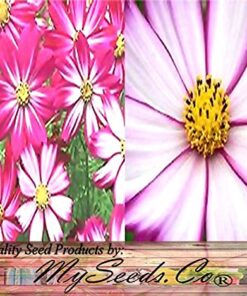 Big Pack - Cosmos USA Mix (8,000+) Flower Seeds By MySeeds.Co (Big Pack - Cosmos Mix) 33 61xQQpa4K0L
