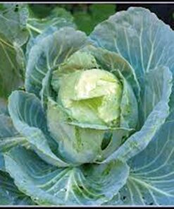 Alternative view of Cabbage Seed, Golden Acre, Heirloom, Non GMO, 25 Seeds, Tasty Healthy Veggie