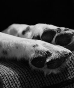 Nikon D3300 DX-format DSLR Kit w/ 18-55mm DX VR II & 55-200mm DX VR II Zoom Lenses and Case (Black) 38 61xWPRwSfuL