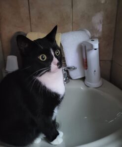 Hill's Pet Nutrition Science Diet Dry Cat Food, Adult, Chicken Recipe, 4 lb. Bag 49 61xWnOeqp3L