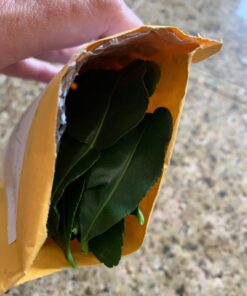 Fresh Kaffir Lime Leaves (Thai Lime Leaves) 1 Oz. ใบมะกรูด, 18 61xXJkpTpIL