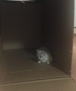 KONG - Naturals Premium Catnip - Premium North American Grown - 2 Ounce 45 61xbFwtad5L