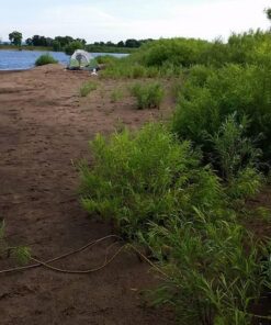 Coleman Sundome Camping Tent, 2/3/4/6 Person Dome Tent with Snag-Free Poles for Easy Setup in Under 10 Mins, Included Rainfly Blocks Wind & Rain, Tent for Camping, Festivals, Backyard, Sleepovers Palm Green 3 Person 42 61xcTtFYNRL