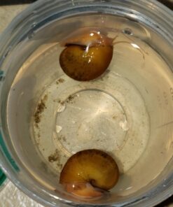 Golden Mystery Snail - 1/2"-2" - Algae Eater for Aquariums 57 61xeGs6wLpL