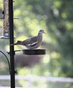 Wagner's 62012 Southern Regional Blend Wild Bird Food, 20-Pound Bag 27 61xjezzLCIL