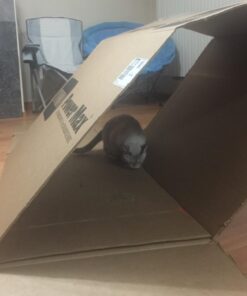 KONG - Naturals Premium Catnip - Premium North American Grown - 2 Ounce 46 61xlUbRkdeL