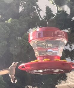 First Nature 993091-546 16 oz. Hummingbird Flower Feeder 25 61xljifyOlL