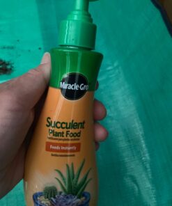 Miracle-Gro Succulent Plant Food, 8 Oz., For Succulents including Cacti, Jade, And Aloe, 1 Pack 53 61xqTE3g31L