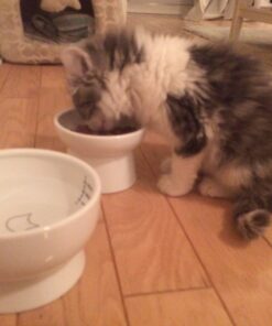 Necoichi Raised Cat Water Bowl, Elevated, with Measurement Lines, Dishwasher and Microwave Safe (Cat, Regular) 50 61xrvpmLfxL