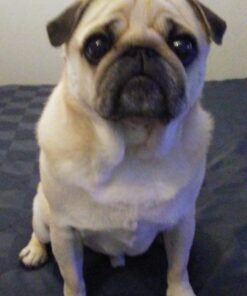 Late For the Sky Pug-opoly 22 61xvxpLFvuL