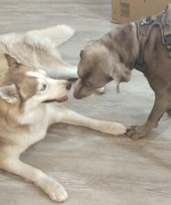 GORILLA SUPPLY Dog Poop Waste Bags with Dispenser and Leash Tie, 9" x 13", Blue, 1000 Count 49 61xxxgKPOWL