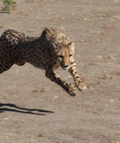 Canon EF-S 55-250mm f/4.0-5.6 is II Telephoto Zoom Lens Base Standard Packaging 41 61y5BUgzo L