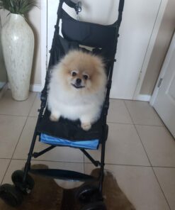 Summer Infant 3Dmini Convenience Stroller, Blue/Black – Lightweight Infant Stroller with Compact Fold, Multi-Position Recline, Canopy Pop Out Sun Visor and More Umbrella for Travel 38 61y8mcAqcfL