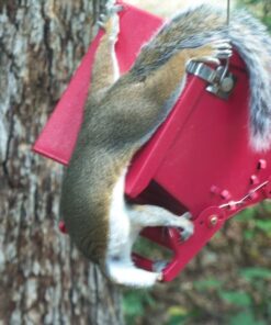 Heritage Farms Mini Absolute II Bird Feeder 12 61yAEcgnHqL