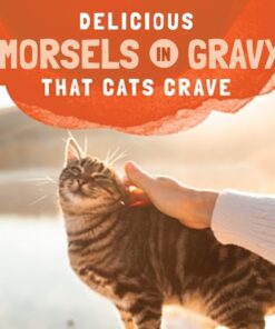 Natural Balance Original Ultra Platefulls Indoor Adult Grain Free Wet Cat Food, Turkey & Duck Recipe, 3 Ounce Pouch (Pack of 24) 16 61yByH jcYL 4