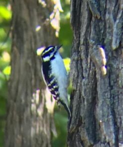 Wingspan Optics Explorer High Powered 12X50 Monocular. Bright and Clear. Single Hand Focus. Waterproof. Fog Proof. For Bird Watching, or Watching Wildlife. Daytime Use. Formerly Polaris Optics 41 61yCi rjvyL