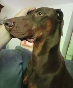 PetSafe Indoor Ultrasonic Dog Bark Control - No Collar Needed - Up to 25 ft Range - Anti-Bark Pet Training System - Automatic with Manual Trainer Button One Size 22 61yGw3LyDFL