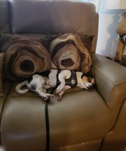 Glandex Anal Gland Soft Chew Treats with Pumpkin for Dogs Digestive Enzymes, Probiotics Fiber Supplement for Dogs Boot The Scoot (Peanut Butter Chews, 30ct) Peanut Butter Chews 31 61yHIP1pRHL