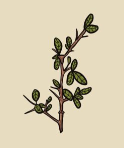 Shamans Market Myrrh Essential Oil 15 ml 5 61yM5qbFXHL