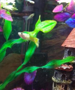 Zanyzap Pre-Filter Sponge 3 Pack for Fluval Edge Aquarium 25 61yPJjXNh4L