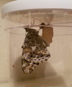 5 Live Caterpillars Shipped Now- Butterfly Kit Refill 44 61yd9A9888L