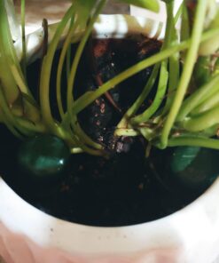 Blumat Classic Plant Watering Stakes | for Everyday Home or Vacation Use | Indoor or Outdoor Water Spikes for Plants | Automatic Drip Irrigation (6 Pack) 6 Pack 40 61ykoEpDL