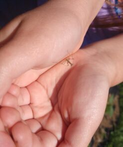 Praying Mantis adults Case with Hatching Habitat Bag - 2 Praying Mantids Egg Cases 2 Pod Habitat Bag 27 61yn19HnpnL