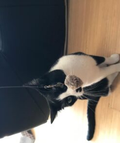 Go Cat Cat Catcher Teaser Wand with Mouse Cat Toy 21 61yorunahlL