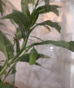 RESTCLOUD Insect and Butterfly Habitat Cage Terrarium Pop-up 24 Inches Tall with 10Pcs 10ML Floral Tubes 63 61ypubNQEKL