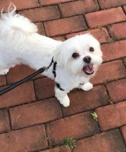 Glandex Anal Gland Soft Chew Treats with Pumpkin for Dogs Digestive Enzymes, Probiotics Fiber Supplement for Dogs Boot The Scoot (Peanut Butter Chews, 30ct) Peanut Butter Chews 39 61ysEPJnWL